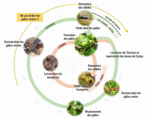 Cycle Biologique Torymus