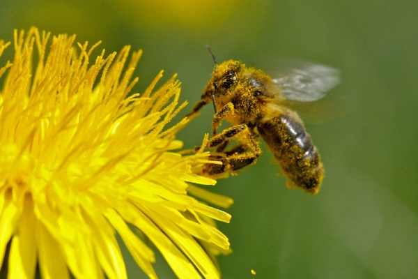 Exposition Vals Abeilles Septembre 2015