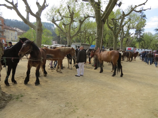 foire aux chevaux 2015