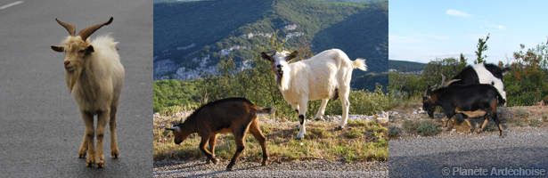 Gorges de l'Ardèche