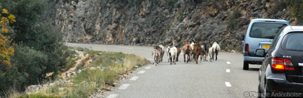 Gorges de l'Ardèche