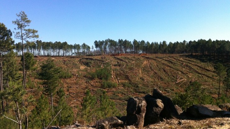 Sos Forêt Cévennes 