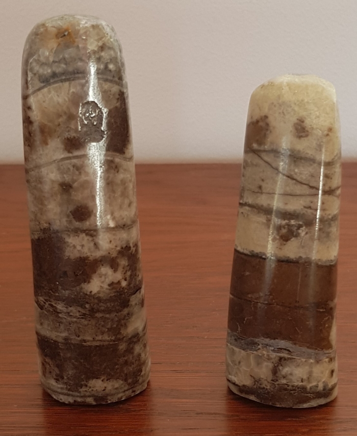 Coquillages fossilisés Nautiloidea- Orthoceratidae
