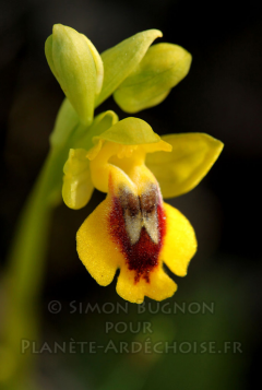 orchidees ardeche simon bugnon