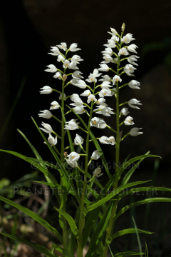orchidees ardeche simon bugnon