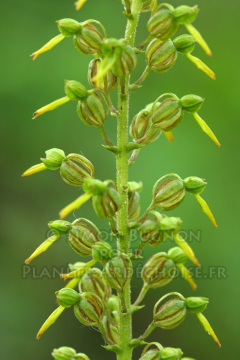 orchidees ardeche simon bugnon