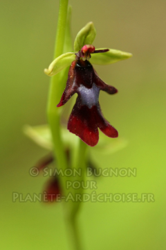 orchidees ardeche simon bugnon