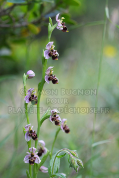 orchidees ardeche simon bugnon