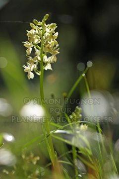 orchidees ardeche simon bugnon