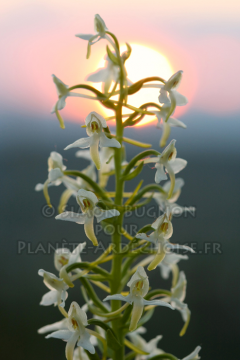 orchidees ardeche simon bugnon