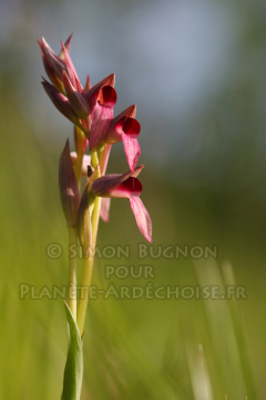 orchidees ardeche simon bugnon