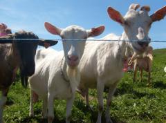 ferme en ferme Ardeche