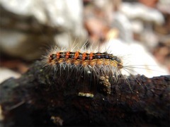 Le bombyx disparate est de retour en 2018