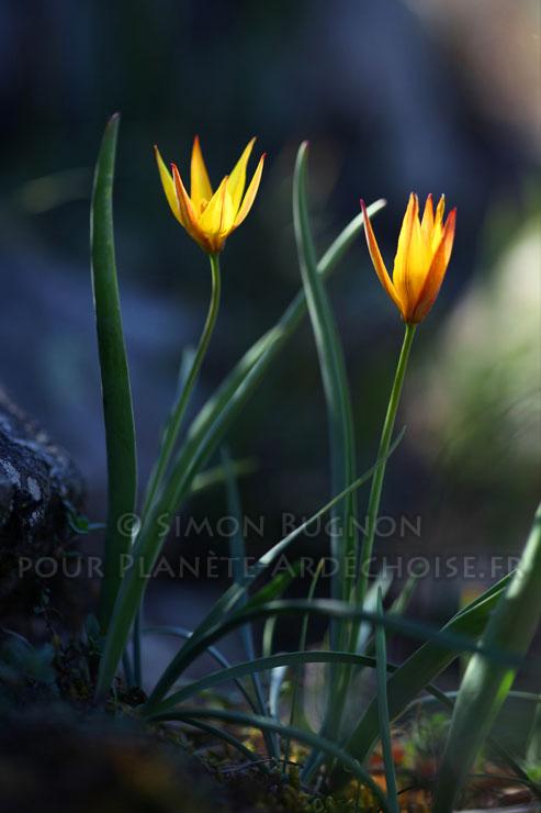 Ardeche - SIMON BUGNON - FLEURS DE LA MONTAGNE ARDECHOISE