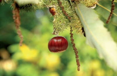 Les nouveaux coffrets marrons glacés Sabaton 2020