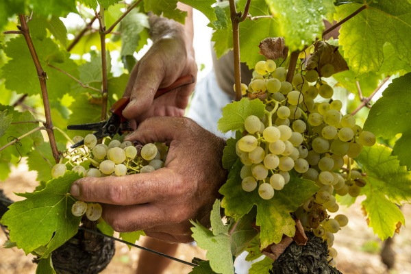 Et si vous deveniez Vendangeur d’un jour ? 2022