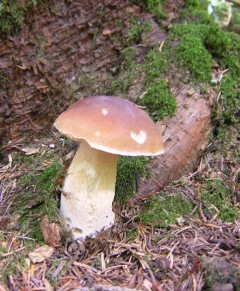 Cueillette des champignons en forêt 2025