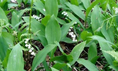 La saison du muguet démarre en Ardèche - 2026