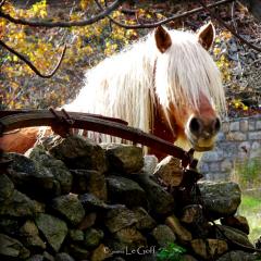 Photo cheval Severinne Le Goff
