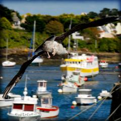 Photo mouette Severinne Le Goff