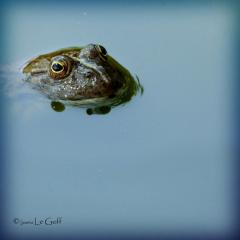 Photo grenouille Severinne Le Goff