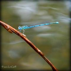 Photo libellule Severinne Le Goff