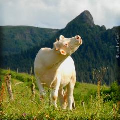 Photo vache Severinne Le Goff