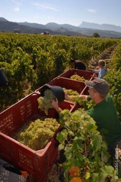 Le Caveau Jaillance fête ses vendanges