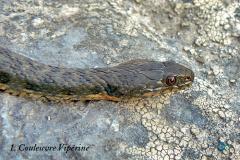 serpents ardeche christian donin