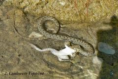 serpents ardeche christian donin