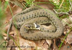 serpents ardeche christian donin