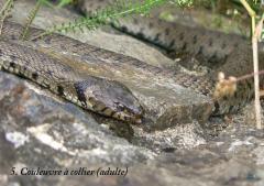 serpents ardeche christian donin