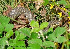 serpents ardeche christian donin