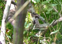 serpents ardeche christian donin