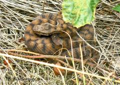 serpents ardeche christian donin