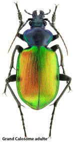 Bombyx vallon