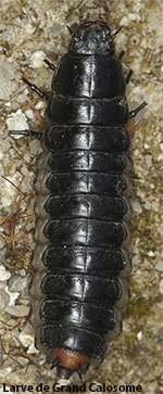 Bombyx vallon