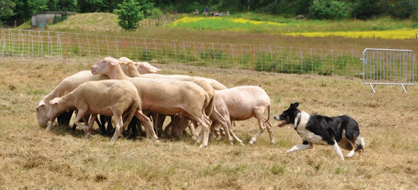 transhumance 2023 Jaujac