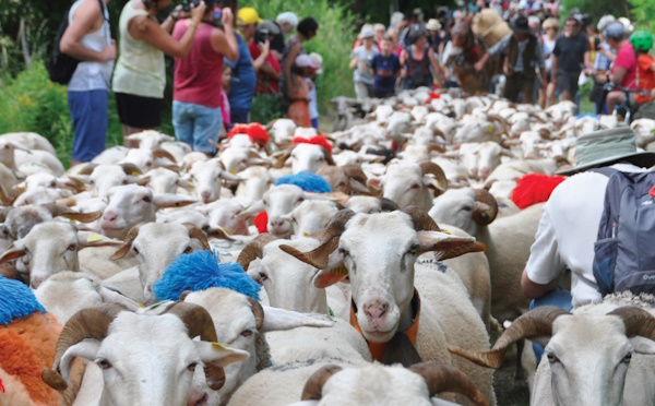 Transhumance 2023 jaujac