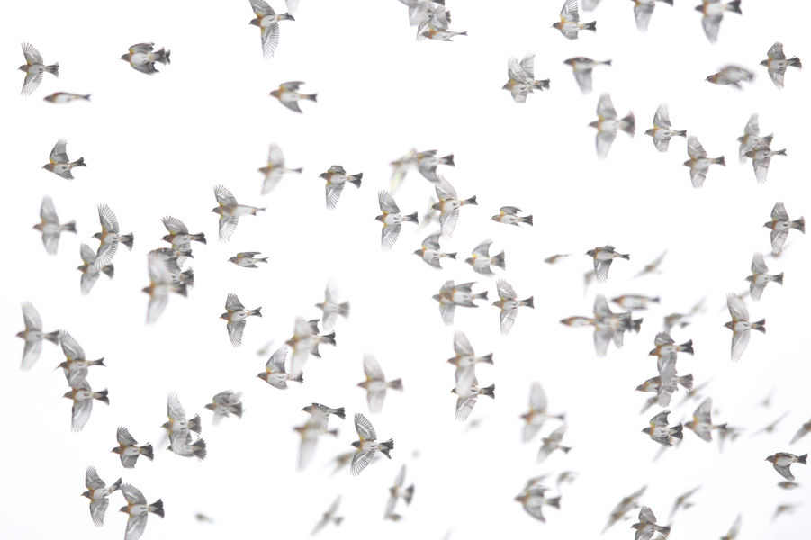 Exposition : Emelin Dupieu, photographies - Meyras