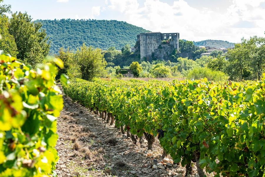 Exposition : Grande Terre de Vins - Alba-la-Romaine