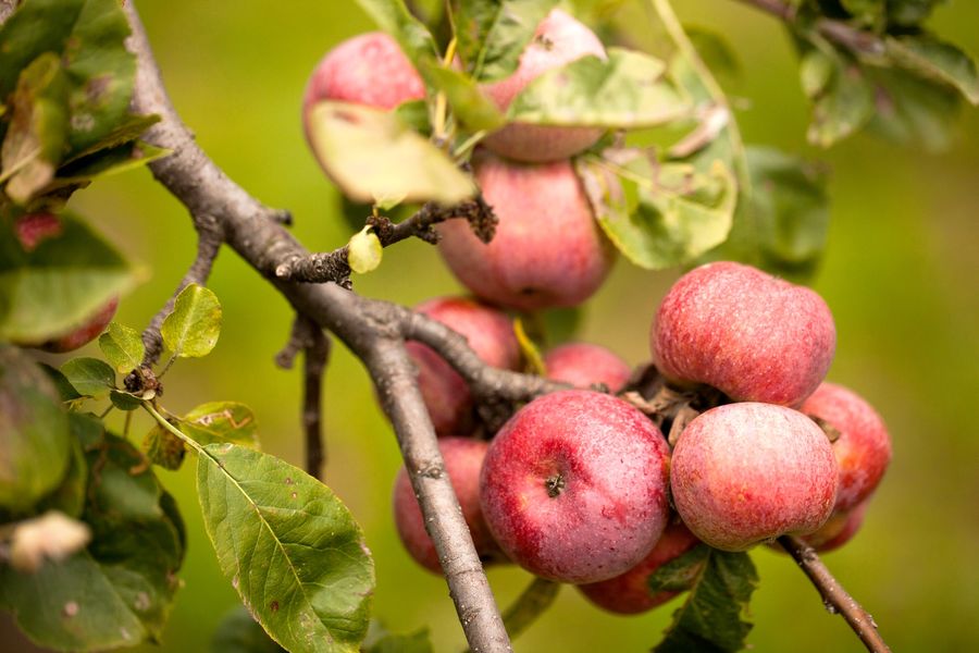 Fête de la Pomme, des fruits et légumes d'automne - Prades