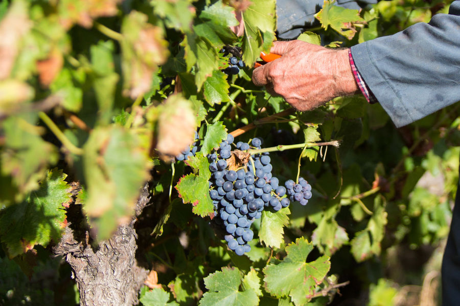 Petit marché primeur hebdomadaire - Saint-Privat