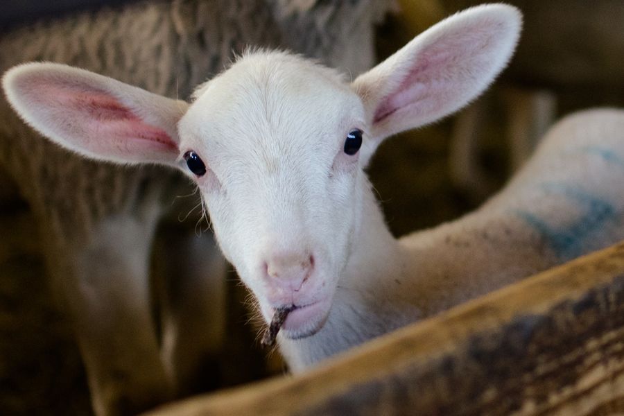 Une matinée à la ferme: Prendre soin des brebis et des cochons - Saint-Joseph-des-Bancs