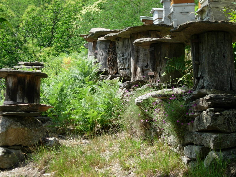 Visite guidée du rucher Sully Villard - Saint-Mélany