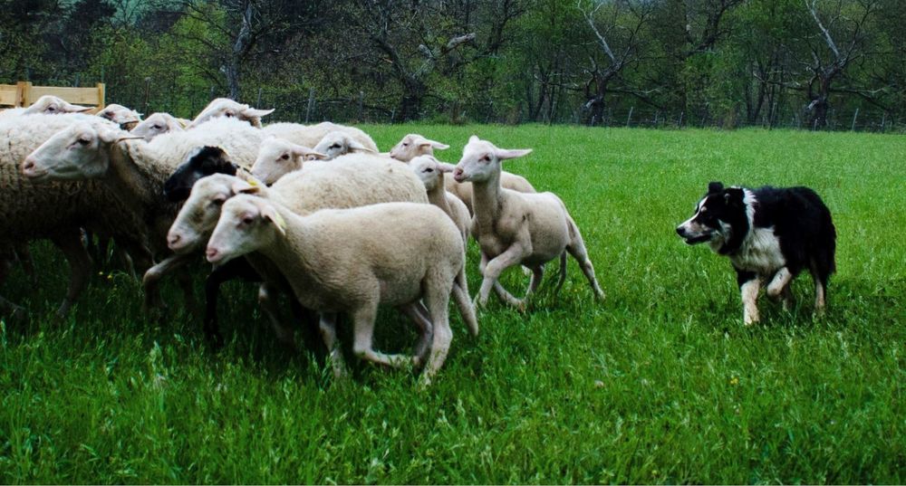 Visite à la ferme -