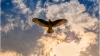 Atelier Corps-philoiseau #1 - Coucouron