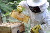 Atelier d'initiation à l'apiculture - Jaujac