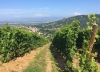 Barras Vins - Saint-Péray