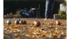 Concours de pétanque - Mazan-l'Abbaye